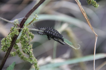 Черные мохнатые гусеницы, облепившие веточку растения
