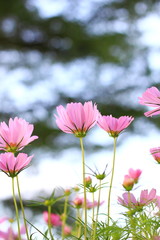 Cosmos flower.