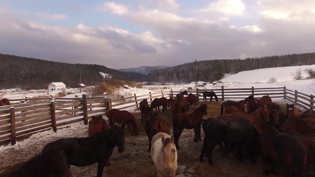 Herd of horses in the paddock in winter. Aerial