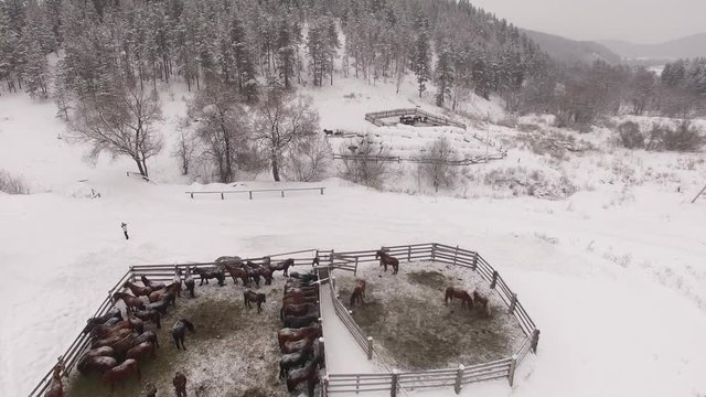 Herd of horses in the paddock in winter. Aerial
