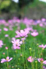 Cosmos flower.