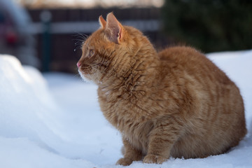 Red cat with snowflakes moustache sits among large drifts of snow