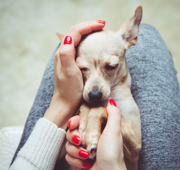 Homely relax. Small dog in sleeps in woman hands.