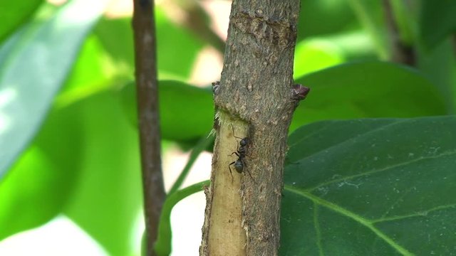 Eine Ameise krabbelt auf einem von Hornissen angefressenen Zweig eines Jasminstrauches (Nahaufnahme)