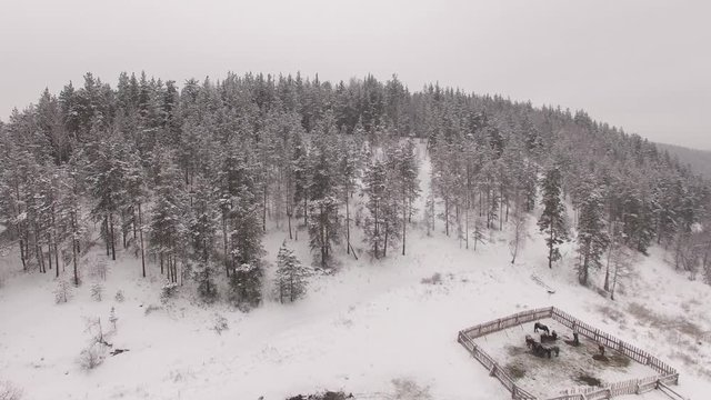 Horses in a corral on the background of the winter forest? aerial view