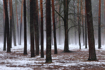 Winter forest. Dark silhouettes of trees in the winter forest during thaw.