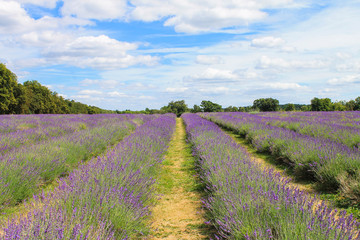 Fototapeta na wymiar Mayfield Lavender Farm, UK