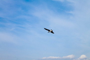Sea Gull soaring in the sky, over the Mediterranean 