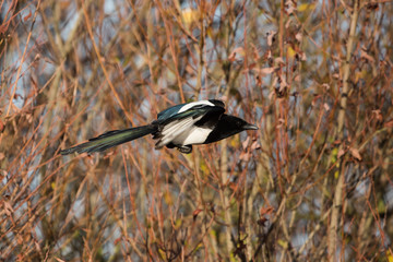 Eurasian Magpie, Common Magpie, Pica Pica