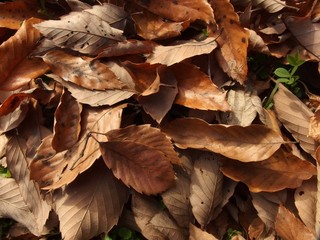 コナラの落ち葉