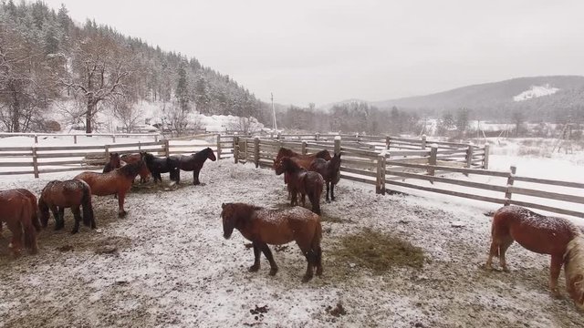 Horses in the snow in a corral, aerial view Russia