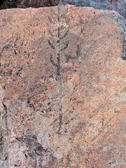 Ancient petroglyphs (rock engravings of 4th-2nd millennia BC) that depict plant carved on granite Onega Lake shore. Besov Nos cape, Karelia Republic, Russia.
