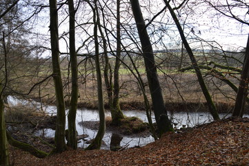 Bäume am Fluss