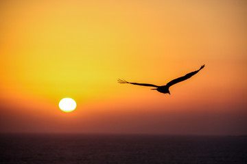 Sunset with seagull in Antofagasta, Chile