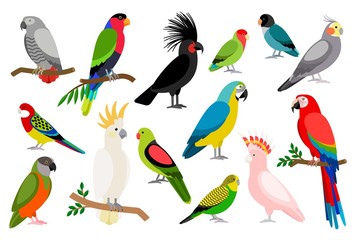 Tropical parrot set with colored feathers and wings. Vector cartoon parrots isolated on white background - obrazy, fototapety, plakaty