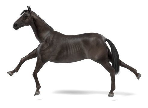 realistic 3d render of black horse