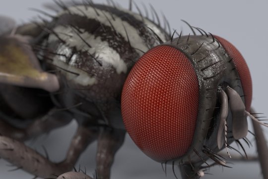 realistic 3d render of musca domestica - common fly