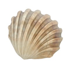 realistic 3d render of Cerastoderma Edule (Common Cockle)