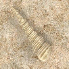 realistic 3d render of Turritella Terebra (Boring Turret Snail)