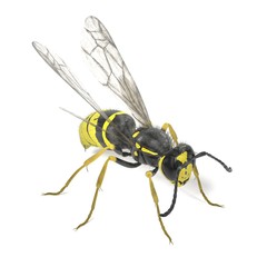 realistic 3d render of vespula vulgaris