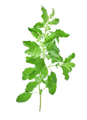 fresh sweet basil flower isolated on a white background