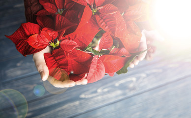 Beautiful Christmas Poinsettia in woman hands. 