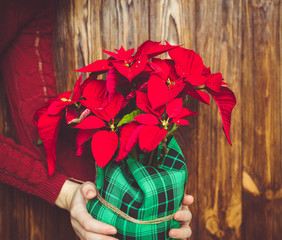 Woman holding flowerpot with beautiful  Poinsettia. 