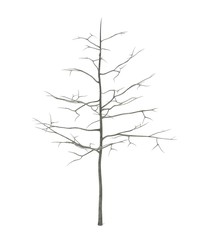 realistic 3d render of young oak