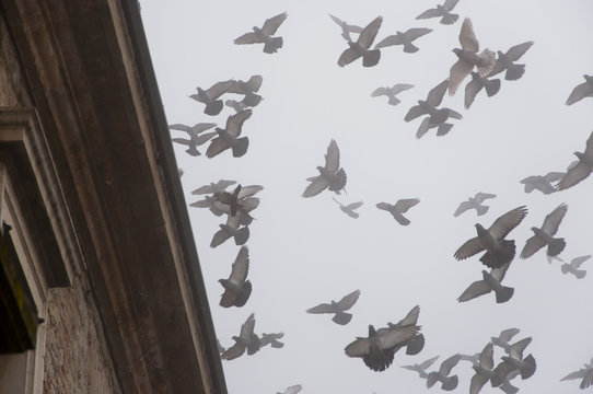 stormo di piccioni su tetto