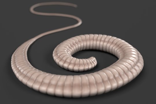 realistic 3d render of whipworm