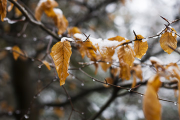 autumn leaves and snow