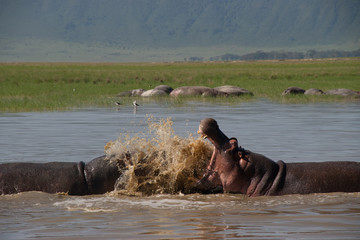 Wild hippopotamus in Ngorongoro Crater, Tanzania