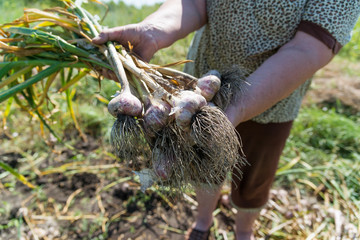 woman holds a bundle of garlic in garden