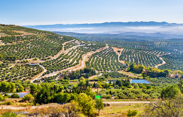 Landscape with olive fields near Ubeda - Spain