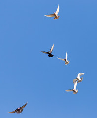 a flock of doves in flight against blue sky