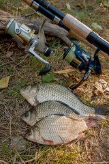 Several crucian fish or carassius on green grass. Catching fresh