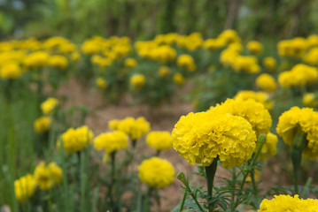 Beautiful Yellow marigolds plant in the garden.