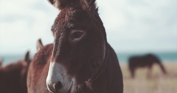 Donkey Farm Animal brown color close up (The donkey or ass, Equus africanus asinus is a domesticated member of the Equidae or horse family)