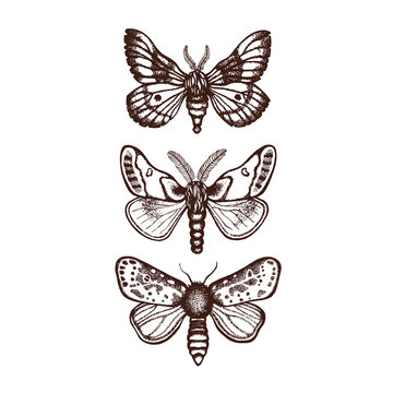 Collection of three moths. Insects in dotwork style. Hand drawn. Vector illustration.