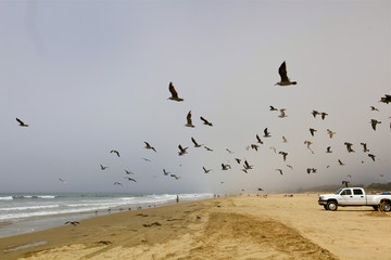 monster truck à Pismo beach