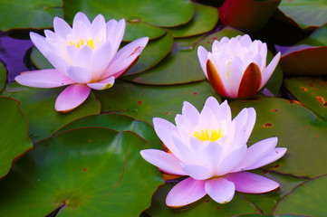 pink water lilies on water