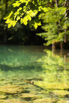 Maple leaves with water level on backgroud