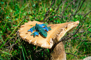 Russia. Travel and adventures across Siberia, my mascots Rex and Nastenka. Siberia, Mountain Altai....