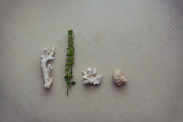 Dead coral that look like brain or bee hive