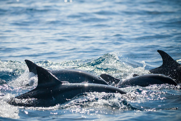 Fototapeta premium Dolphins in Bunaken marine national park, Sulawesi, Indonesia