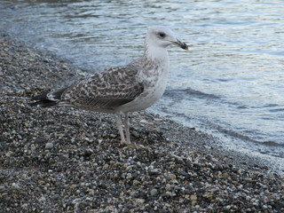 Seagull on a background of pebbles and sea