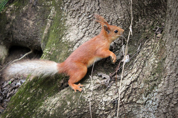 Белочка в Курортном парке Кисловодска, Ставропольский край, Россия