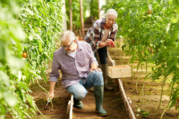 senior couple working at farm greenhouse