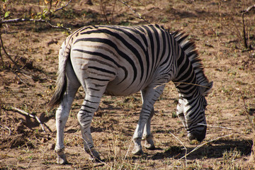 zebra in South African bush