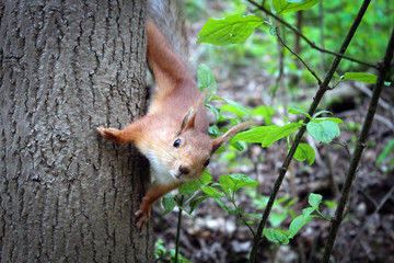 Белочка в Курортном парке Кисловодска, Ставропольский край, Россия © free2trip